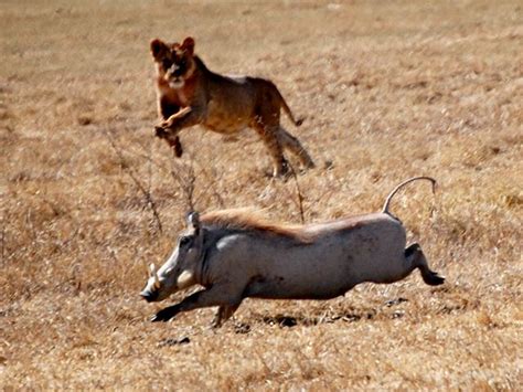 african lion hunting | My HD Animals