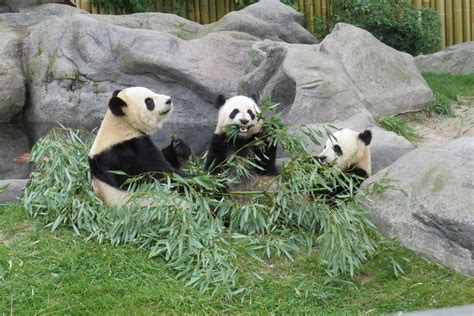 Giant Panda Habitat Loss | Bruin Blog