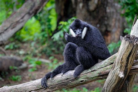 The Four Species Of Gibbons On The Brink Of Extinction - WorldAtlas