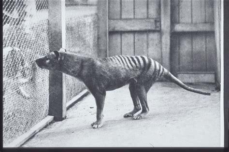 Thylacine - The Australian Museum