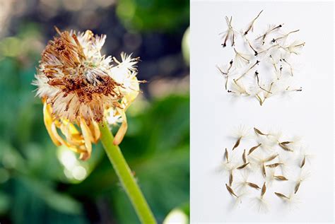 Gerbera Daisy Seeds