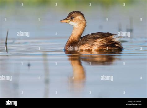 Little Grebe in winter plumage Stock Photo - Alamy