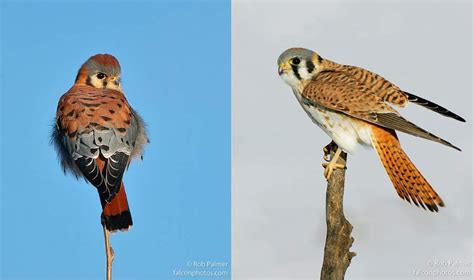 Kestrel biology overview | American Kestrel Partnership