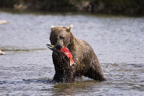 Alaska Wildlife Photos