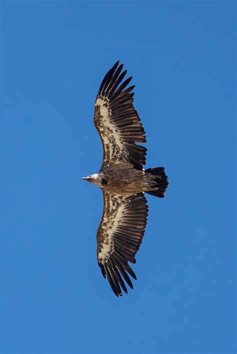 Photo of a Vulture Flying · Free Stock Photo