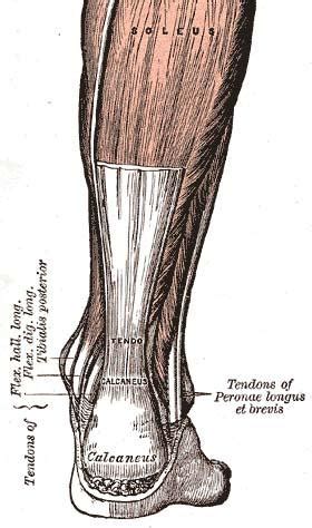 Achilles tenotomy in achilles tendon | Musculoskeletal Issues articles ...