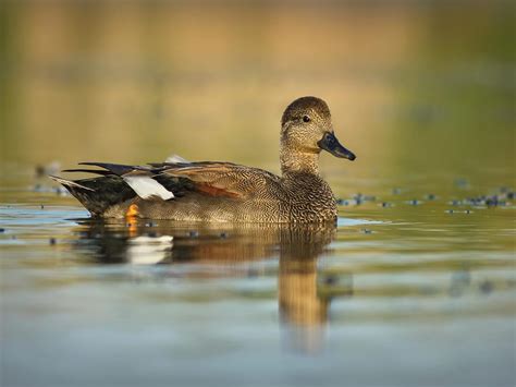 Gadwall Bird Facts (Anas strepera) | Birdfact