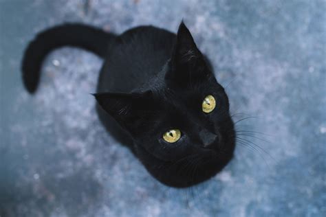 Soñar con gato negro: ¿Que significa? - El Gato Siamés