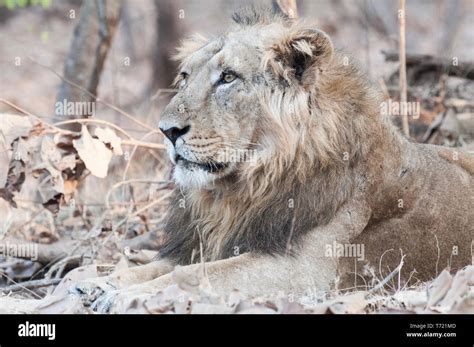 Lion Male Close Up Stock Photo - Alamy