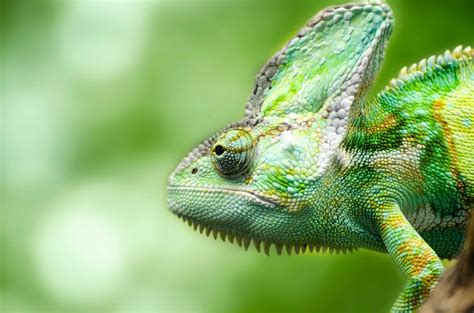 Free picture: wildlife, lizard, camouflage, animal, reptile, chameleon ...