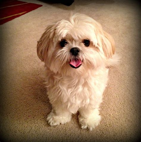 37 best images about shih tzu maltese on Pinterest