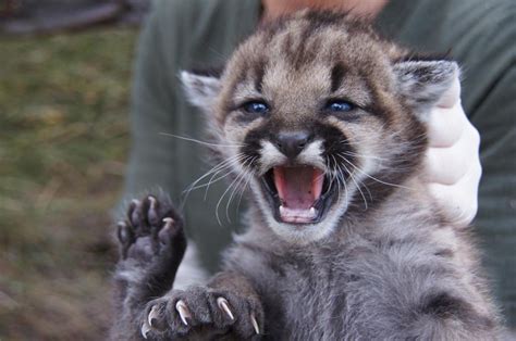 National Park Service Welcomes Birth of Mountain Lion Kittens - Santa ...