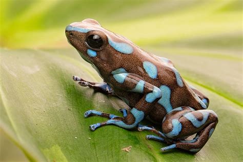 8 Poison Dart Frog Species That You Can Keep at Home - Reptile Advisor