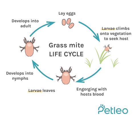 What Ear Mites Look Like In Dogs