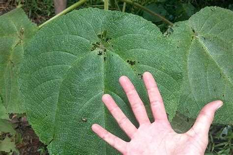 Gympie-Gympie stinging tree shows potential for pain…