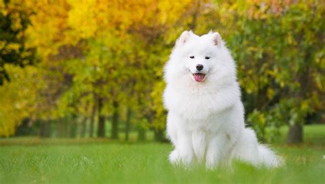 Samoyed Dog Breed Profile – Top Dog Tips