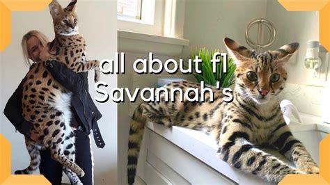 Savannah Cat : The Most Expensive Pet in the world / Largest cat breed ...