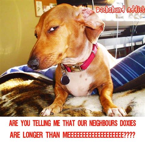 21 Dog Side Eye Meme That Will Make You Laugh