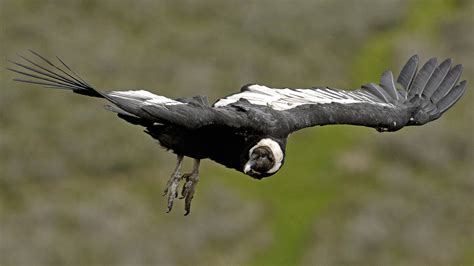 Andean Condor Wingspan