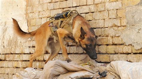 The Ethics and Function of Military Animals - Human Security Centre