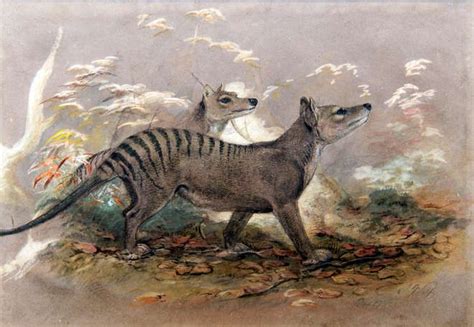 Thylacine | Extinct animals, Thylacine, Animals