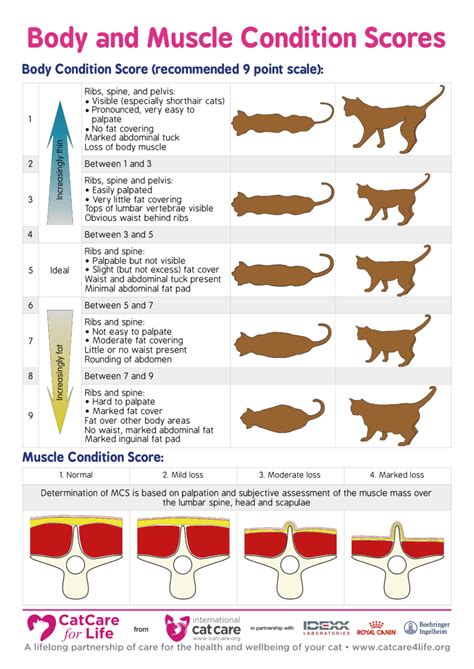 Weight Cat Size Chart By Age