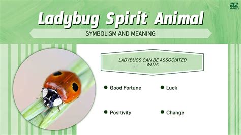 Ladybug Spiritual Meaning Symbolism - Daily Spiritual Guide