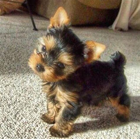 full grown yorkie - Google Search Cute Teacup Puppies, Teacup Yorkie ...