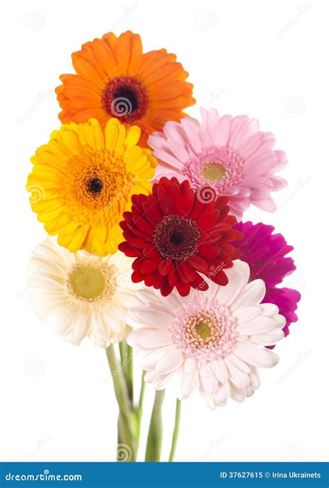 Daisy Flower Gerbera Bouquet Isolated Stock Image - Image of orange ...