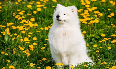 Samoyed Dog Breed: Characteristics, Care & Photos | BeChewy