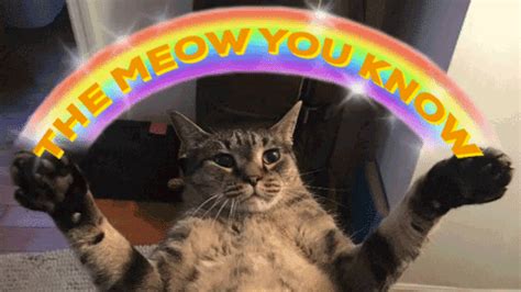 The Meow You Know GIFs - Get the best GIF on GIPHY