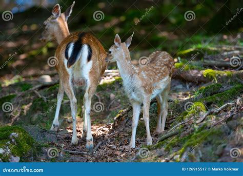 Female deers with baby stock image. Image of baby, portrait - 126915517