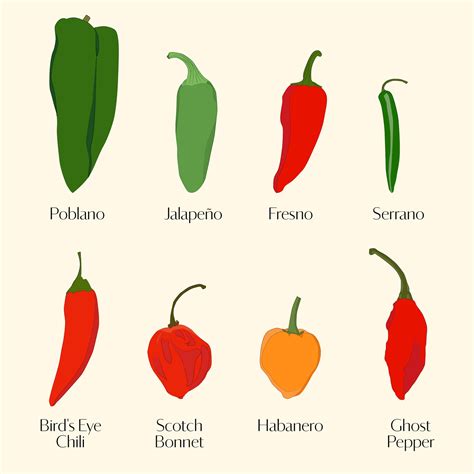 Your Ultimate Guide to Chile Peppers—From Mild to Spicy