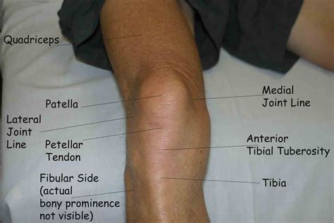 Anatomy Of The Knee Muscles