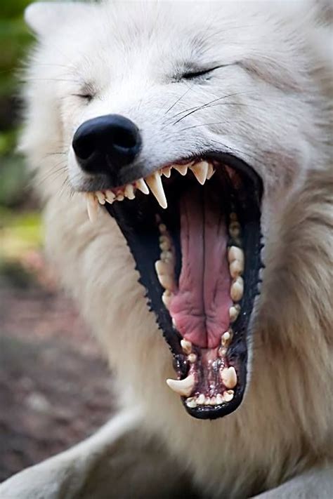 Arctic Wolf | Dog anatomy, Wolf dog, Wolf photos