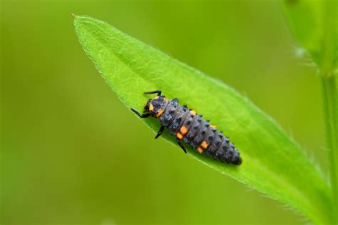 Ladybird Larvae