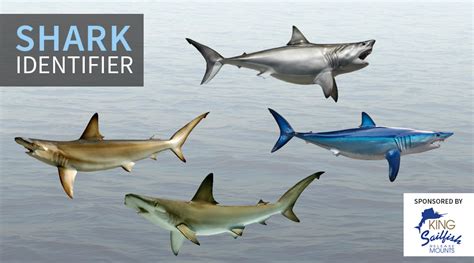 Shark Identifier