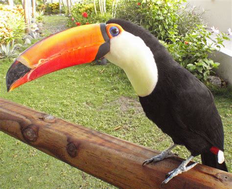 THE BLOG | Adventures in Toucanland - Part 9