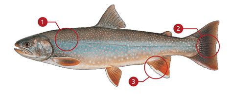 What Is Bull Trout In French Factory Sale | smarys.org