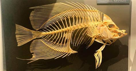 Fish Skeleton - Bone Structure of Spectacular Water Creatures - Learn ...