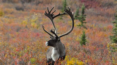 Ancient antlers show caribou calving grounds persist over millennia