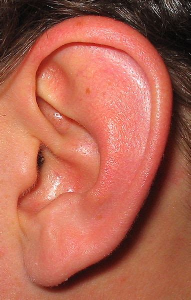 Mastoid Ear Infection | eHow UK