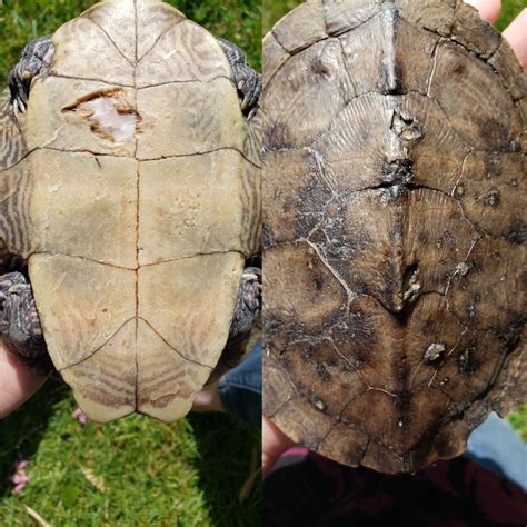 Shell damage and possibly rot. Anything I can do to help? : r/turtle