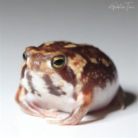 Pet Rain Frog - AMPHIPEDIA