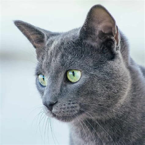 Top 8 Most Gorgeous Grey Cat Breeds - CatVills