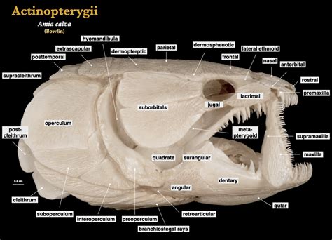 Fish Skulls – Morphology of the Vertebrate Skeleton