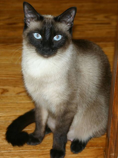 The Siamese Cat Names | my cat names