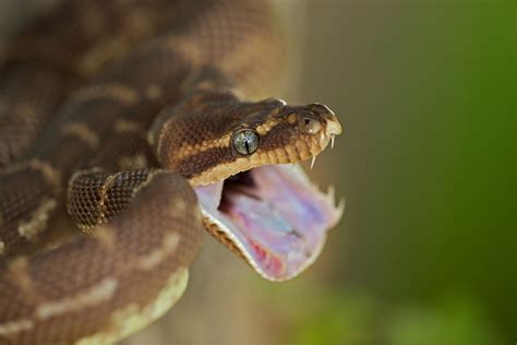 Which snakes have the sharpest teeth? Scientists are closer to ...