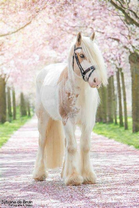 12++ Pictures on horses ideas in 2021 | basicsofhorsestalldesign