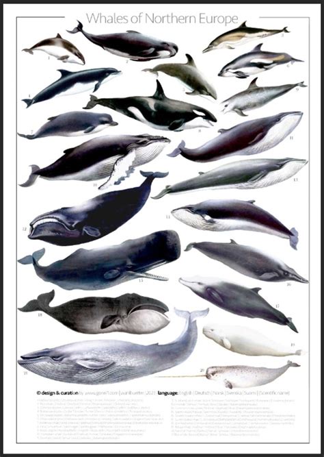 Whales of Scandinavia | Poster - Gone71° N